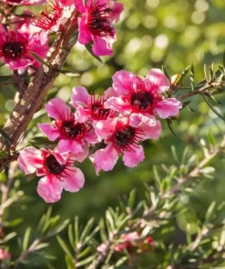 Manuka Tea Tree Live Plant - New Zealand Tea Tree 4 to 6 Inch Tall for Home Garden, Outdoor Shrub - Image 3