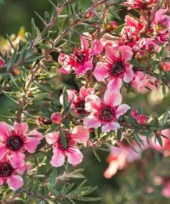 Manuka Tea Tree Live Plant - New Zealand Tea Tree 4 to 6 Inch Tall for Home Garden, Outdoor Shrub - Image 4