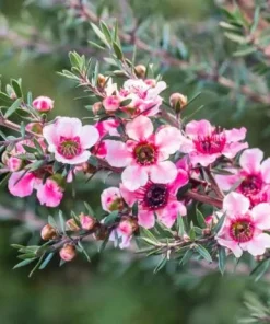 Manuka Tea Tree Live Plant - New Zealand Tea Tree 4 to 6 Inch Tall for Home Garden, Outdoor Shrub - Image 5