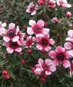 Manuka Tea Tree Live Plant - New Zealand Tea Tree 4 to 6 Inch Tall for Home Garden, Outdoor Shrub - Image 6