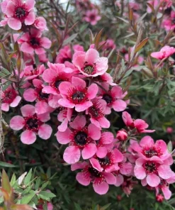 Manuka Tea Tree Live Plant - New Zealand Tea Tree 4 to 6 Inch Tall for Home Garden, Outdoor Shrub - Image 7