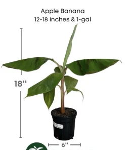 Manzano Banana Tree Live Plant - Sweet Apple Banana Fruit Tree - Image 2