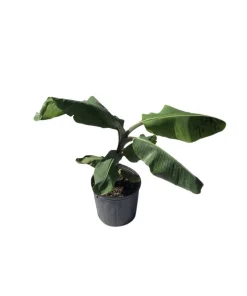Manzano Banana Tree Live Plant - Sweet Apple Banana Fruit Tree - Image 3
