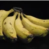 Manzano Banana Tree Live Plant - Sweet Apple Banana Fruit Tree - Image 1
