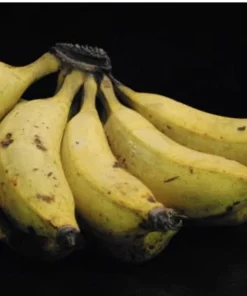 Manzano Banana Tree Live Plant - Sweet Apple Banana Fruit Tree - Image 1