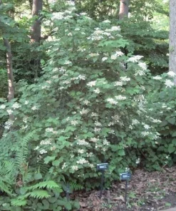 Mapleleaf Viburnum Live Plant - Viburnum acerifolium 'Mapleleaf' - 16+ Inches Tall - Outdoor Shrub - Image 2