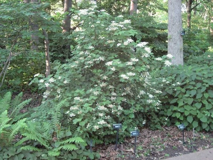 Mapleleaf Viburnum Live Plant - Viburnum acerifolium 'Mapleleaf' - 16+ Inches Tall - Outdoor Shrub - Image 2