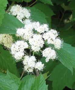 Mapleleaf Viburnum Live Plant - Viburnum acerifolium - 16+ Inches Tall - Outdoor Shrub - Image 3