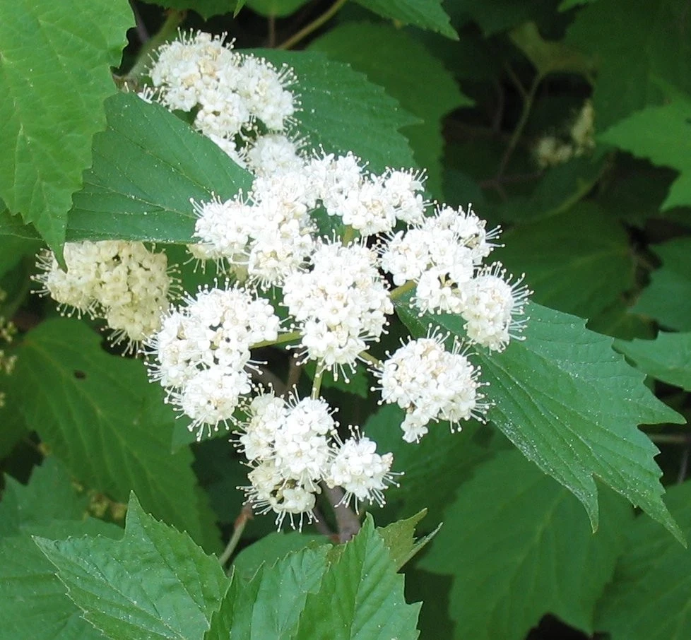 Mapleleaf Viburnum Live Plant - Viburnum acerifolium 'Mapleleaf' - 16+ Inches Tall - Outdoor Shrub - Image 3