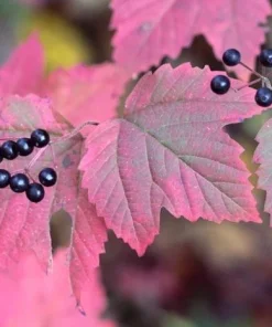 Mapleleaf Viburnum Live Plant - Viburnum acerifolium 'Mapleleaf' - 16+ Inches Tall - Outdoor Shrub - Image 4