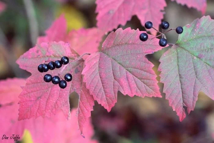 Mapleleaf Viburnum Live Plant - Viburnum acerifolium 'Mapleleaf' - 16+ Inches Tall - Outdoor Shrub - Image 4