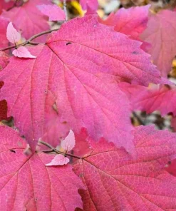 Mapleleaf Viburnum Live Plant - Viburnum acerifolium 'Mapleleaf' - 16+ Inches Tall - Outdoor Shrub - Image 5