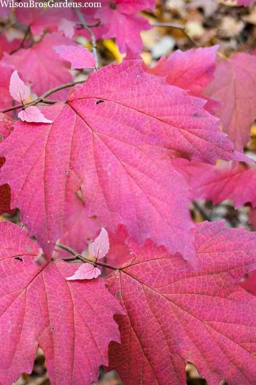 Mapleleaf Viburnum Live Plant - Viburnum acerifolium 'Mapleleaf' - 16+ Inches Tall - Outdoor Shrub - Image 5