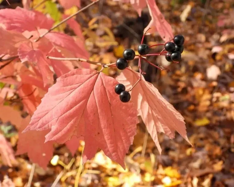 Mapleleaf Viburnum Live Plant - Viburnum acerifolium 'Mapleleaf' - 16+ Inches Tall - Outdoor Shrub - Image 6