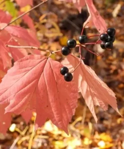 Mapleleaf Viburnum Live Plant - Viburnum acerifolium - 16+ Inches Tall - Outdoor Shrub - Image 6