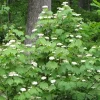 Mapleleaf Viburnum Live Plant - Viburnum acerifolium 'Mapleleaf' 16+ Inches Tall Outdoor Shrub - Image 1