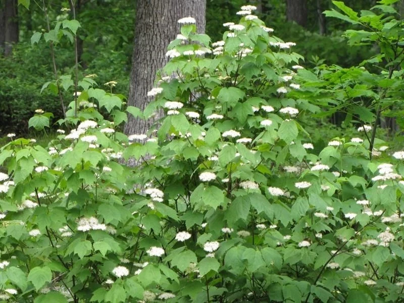 Mapleleaf Viburnum Live Plant - Viburnum acerifolium 'Mapleleaf' - 16+ Inches Tall - Outdoor Shrub - Image 7