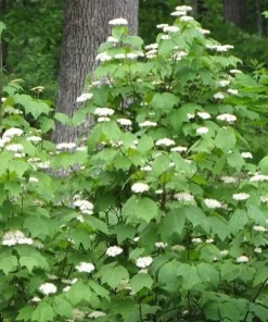 Mapleleaf Viburnum Live Plant - Viburnum acerifolium - 16+ Inches Tall - Outdoor Shrub - Image 1