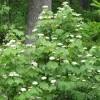 Mapleleaf Viburnum Live Plant - Viburnum acerifolium 'Mapleleaf' - 16+ Inches Tall - Outdoor Shrub - Image 1