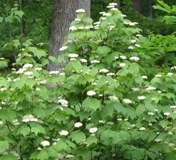 Mapleleaf Viburnum Live Plant - Viburnum acerifolium 'Mapleleaf' - 16+ Inches Tall - Outdoor Shrub - Image 1