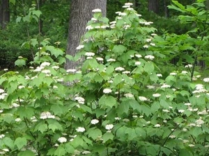 Mapleleaf Viburnum Live Plant - Viburnum acerifolium 'Mapleleaf' - 16+ Inches Tall - Outdoor Shrub - Image 1
