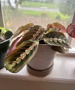 Maranata Prayer Plant Cuttings - Maranta leuconeura Live Plant, Potted, Medium Size - Image 2