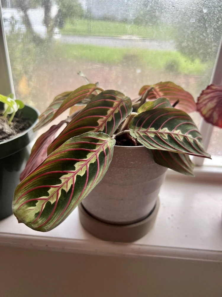 Maranata Prayer Plant Cuttings - Maranta leuconeura Live Plant, Potted, Medium Size - Image 2