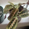Maranata Prayer Plant Cuttings - Maranta leuconeura Live Plant, Potted, Medium Size - Image 1