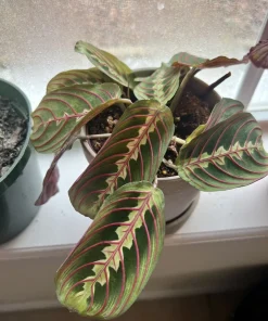 Maranata Prayer Plant Cuttings - Maranta leuconeura Live Plant, Potted, Medium Size - Image 1