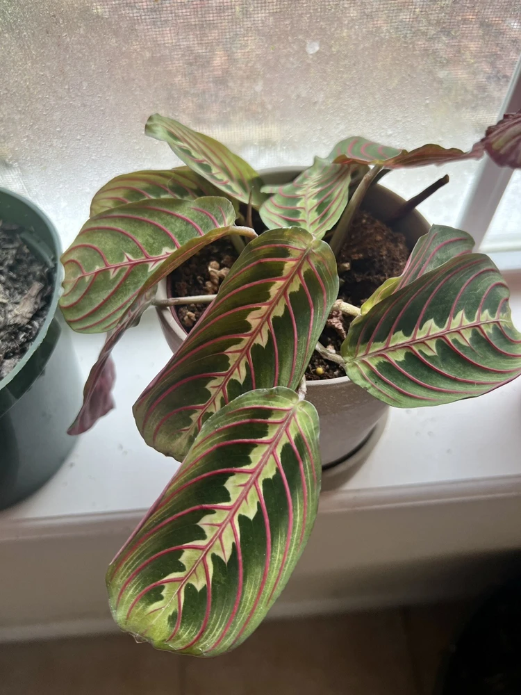 Maranata Prayer Plant Cuttings - Maranta leuconeura Live Plant, Potted, Medium Size - Image 1