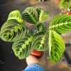 Maranta Lemon Lime Prayer Plant Live Plant – 4 inch Pot – Indoor - Image 1