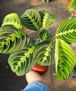 Maranta Lemon Lime Prayer Plant Live Plant – 4 inch Pot – Indoor - Image 1