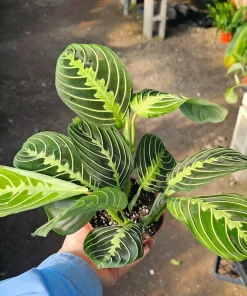 Maranta Lemon Lime Prayer Plant Live Plant – 4 inch Pot – Indoor - Image 2