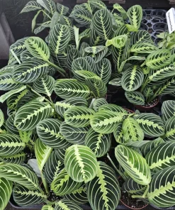 Maranta Lemon Lime Prayer Plant Live Plant – 4 inch Pot – Indoor - Image 3