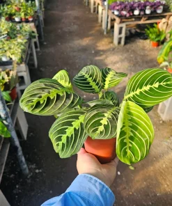 Maranta Lemon Lime Prayer Plant Live Plant – 4 inch Pot – Indoor - Image 4