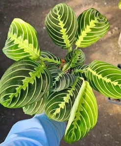 Maranta Lemon Lime Prayer Plant Live Plant – 4 inch Pot – Indoor - Image 5