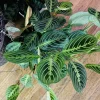 Maranta leuconeura Live Plant – Prayer Plant Tropical Indoor Houseplant - Image 1