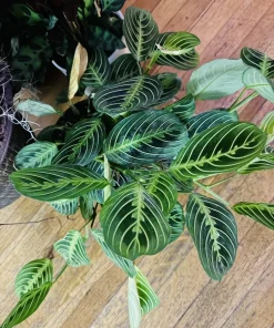 Maranta leuconeura Live Plant – Prayer Plant Tropical Indoor Houseplant - Image 1