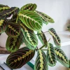 Maranta Leuconeura Live Plant – Prayer Plant Tropical Houseplant – Vibrant Foliage - Image 1