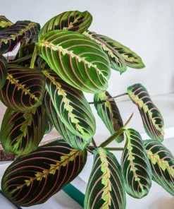 Maranta Leuconeura Live Plant – Prayer Plant Tropical Houseplant – Vibrant Foliage - Image 1