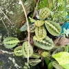 Maranta Leuconeura Live Plant - Red Prayer Plant Indoor Houseplant - Image 1