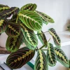 Maranta Leuconeura Live Plant - Red Vein Prayer Plant Indoor Foliage - Image 1