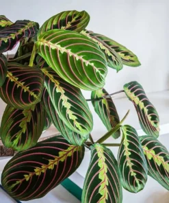 Maranta Leuconeura Live Plant - Red Vein Prayer Plant Indoor Foliage - Image 1