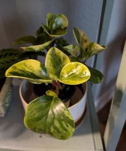 Marble Peperomia Live Plant - Peperomia obtusifolia Potted Houseplant - Image 1