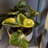Marble Peperomia Live Plant - Potted Houseplant for Indoor Decor - Image 1