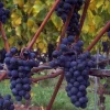 Marechal Foch Grape Vine Live Plants - 2 Pack, 1-2 Year Old, Outdoor - Image 1