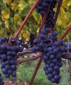 Marechal Foch Grape Vine Live Plants - 2 Pack, 1-2 Year Old, Outdoor - Image 1