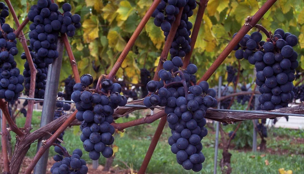 Marechal Foch Grape Vine Live Plants - 2 Pack, 1-2 Year Old, Outdoor - Image 1
