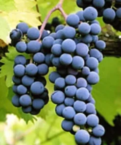 Marechal Foch Grape Vine Live Plants - 2 Pack, 1-2 Year Old, Outdoor - Image 2