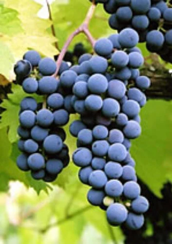 Marechal Foch Grape Vine Live Plants - 2 Pack, 1-2 Year Old, Outdoor - Image 2